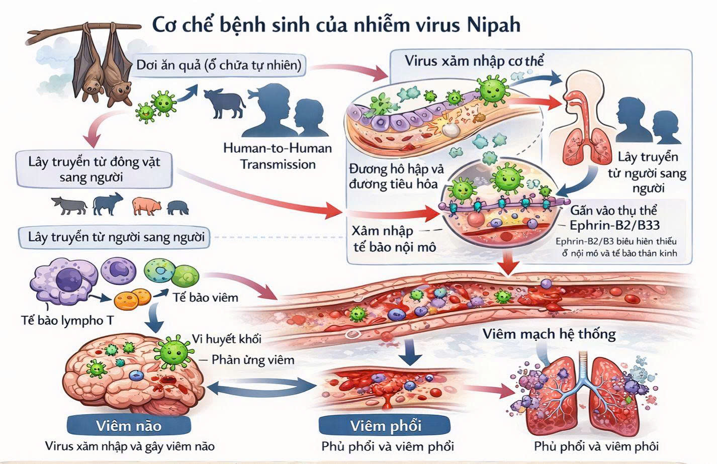 Phòng chống bệnh do Virus Nipah